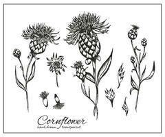 decoratief korenbloem. knoopkruid hand- getrokken inkt illustratie geïsoleerd Aan wit. centaurea botanisch zwart voor ontwerp kruiden thee, natuurlijk kunstmatig, geneesmiddel, kleur boek vector