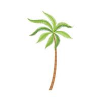 palmboom brazilië hawaii exotische planten met kokosnoot cartoon illustraties