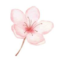kers bloesem en vogel. waterverf schilderij sakura geïsoleerd Aan wit achtergrond. Japans bloem illustratie. vector