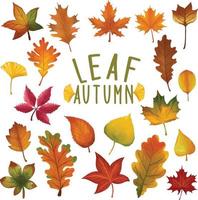 set van aquarel geschilderd blad, herfstbladeren clipart. hand getekend geïsoleerd op een witte achtergrond vector