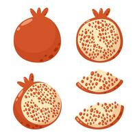 granaatappel verzameling, geheel en plakjes, vector illustratie set. seizoensgebonden fruit, zomer vitamine, gezond voedsel concept. tekenfilm vlak stijl