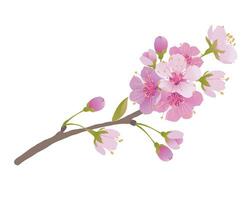 takken van kers bloesems Aan een wit achtergrond. voor voorjaar groet kaarten en schoonheidsmiddelen verpakking. takken met roze sakura bloeit. vector illustratie.