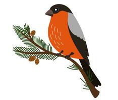 goudvink vogel Aan Spar Afdeling. schattig vector karakter van een rood winter vogel in een modieus hand- getrokken stijl. perfect voor een afdrukken, ansichtkaart of etiket