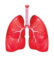 menselijk longen. anatomie van ademhalings orgaan systeem. vector illustratie geïsoleerd Aan wit achtergrond