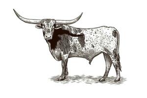 Texas Longhorn vector illustratie in wijnoogst stijl