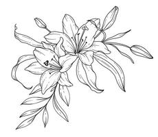 lelie lijn tekening. zwart en wit bloemen boeketten. bloem kleur bladzijde. bloemen lijn kunst. prima lijn lelies illustratie. hand- getrokken bloemen. botanisch kleuren. bruiloft uitnodiging bloemen vector