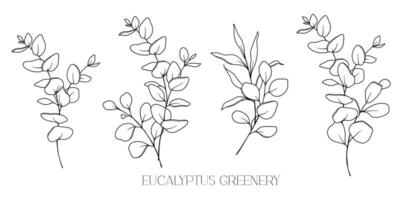 eucalyptus lijn tekening. zwart en wit bloemen boeketten. bloem kleur bladzijde. bloemen lijn kunst. prima lijn eucalyptus illustratie. hand- getrokken groen. botanisch kleuren. bruiloft uitnodiging groen vector