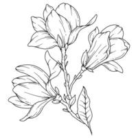 magnolia lijn tekening. zwart en wit bloemen boeketten. bloem kleur bladzijde. bloemen lijn kunst. prima lijn magnolia illustratie. hand- getrokken bloemen. botanisch kleuren. bruiloft uitnodiging bloemen vector