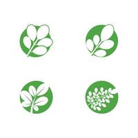 moringa logo vector sjabloon symbool natuur