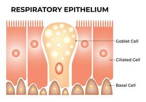 ademhalings epitheel wetenschap ontwerp vector illustratie diagram