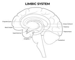 limbisch systeem wetenschap ontwerp vector illustratie