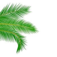 palm bladeren achtergrond. vector