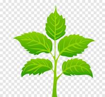 groen bladeren Aan geïsoleerd achtergrond, voor logo's, ontwerpen, voor de symboliek van de groen planeet. logo sjabloon, Gezondheid voedsel icoon, biologisch groente tuin. milieuvriendelijk groeien. vector illustratie
