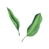 tropisch bladeren van plumeria, frangipani helder sappig. hand- getrokken waterverf botanisch illustratie. reeks van geïsoleerd elementen Aan een wit achtergrond. vector eps