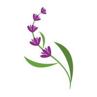 vers lavendel bloem logo vector