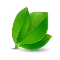 ecologie concept groen bladeren vector
