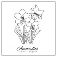 amaryllis bloemen. inkt hand- getrokken boeket van wilde bloemen voor kleur boek, decoratie, ontwerp. bundel van tuin bloemen. vector