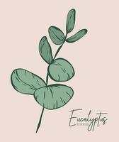 botanisch elegant lijn illustratie van een eucalyptus bladeren Afdeling voor bruiloft uitnodiging en kaarten, logo ontwerp, web, sociaal media en poster, sjabloon, advertentie, schoonheid en kunstmatig industrie. vector