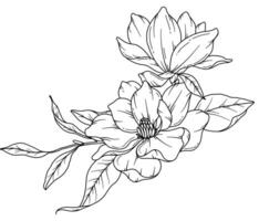 magnolia lijn tekening. zwart en wit bloemen boeketten. bloem kleur bladzijde. bloemen lijn kunst. prima lijn magnolia illustratie. hand- getrokken bloemen. botanisch kleuren. bruiloft uitnodiging bloemen vector