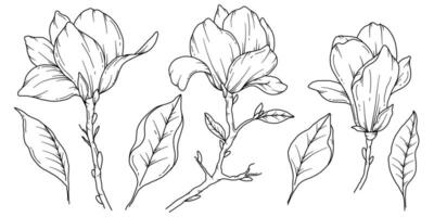 magnolia lijn tekening. zwart en wit bloemen boeketten. bloem kleur bladzijde. bloemen lijn kunst. prima lijn magnolia illustratie. hand- getrokken bloemen. botanisch kleuren. bruiloft uitnodiging bloemen vector