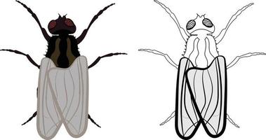 huisvlieg of vlieg of musca domestica illustratie vector