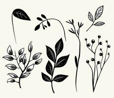 monochroom planten. bladeren, takken, bloemen elementen set. schets botanisch illustratie. hand- getrokken geïsoleerd planten. vector