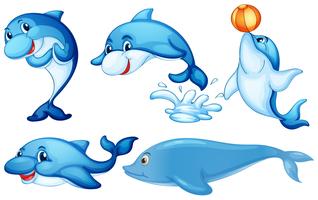 Speelse dolfijnen vector
