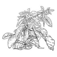 balitbitaans hand- tekening planten blad vector