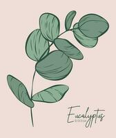 botanisch elegant lijn illustratie van een eucalyptus bladeren Afdeling voor bruiloft uitnodiging en kaarten, logo ontwerp, web, sociaal media en poster, sjabloon, advertentie, schoonheid en kunstmatig industrie. vector