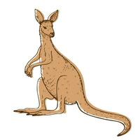 kangoeroe schetsen hand- getrokken vector illustratie Aan geïsoleerd achtergrond. schattig wallaby Australisch of nieuw Guinea buideldier dier voor logo, ontwerp, afdrukken, papier, label, icoon, kaart, poster, folder