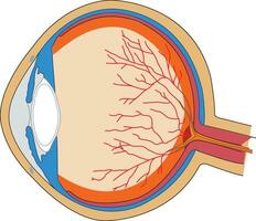 menselijk oog anatomie vector