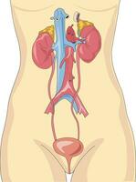 vector illustratie laten zien menselijk spijsvertering en uitscheiding systeem anatomie