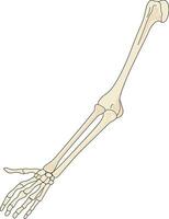 skelet van arm en hand- vector
