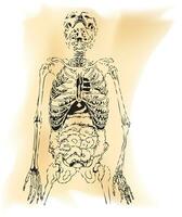 een tekening van een skelet met een menselijk lichaam vector