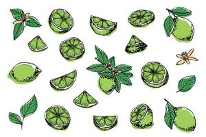 vector limoen clip art. hand- getrokken citrus set. fruit illustratie. voor afdrukken, web, ontwerp, decor