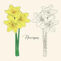 lineair narcis bloem. hand- getrokken illustratie. deze kunst is perfect voor uitnodiging kaarten, voorjaar en zomer decor, groet kaarten, affiches, scrapbooken, afdrukken, enz vector