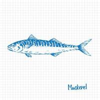 realistisch hand- getrokken illustratie een makreel, schamper, blauw Aan diagram papier vector