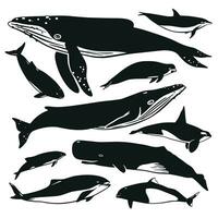 reeks van vector walvissen en dolfijnen. hand- getrokken illustratie