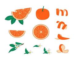 animo, bladeren en brunch met bloem van oranje fruit reeks vector illustratie. verzameling van mandarijn geheel, plak en helften geïsoleerd. citrus fruit plakjes. heerlijk Pel voor cocktails. sappig citroen.