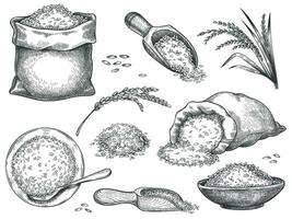 hand- getrokken rijst- meel. retro gravure ontbijtgranen aartjes van tarwe, rogge, gerst, basmati of jasmijn rijst. granen in zak en lepel vector reeks
