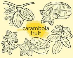 fruit carambola's geheel op een tak met bladeren, stukjes sterren schets vector