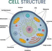 illustratie van cel structuur infographic vector