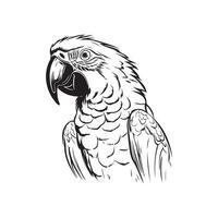 papegaai vector afbeeldingen