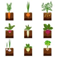 reeks van verschillend groenten fabriek groeit ondergronds - wortel, ui, aardappelen, radijs, daikon, biet, knoflook, selderij. wortel Bijsnijden groente geplant in de grond tuin. oogst vector illustratie