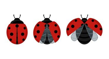 schattig rood lieveheersbeestje kever insect reeks Aan een blad of vliegend geïsoleerd Aan wit achtergrond. vector illustratie.