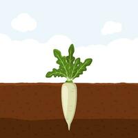 daikon Japan radijs met groen bladeren Aan top in bodem, vers biologisch groente tuin fabriek groeit ondergronds, tekenfilm vlak vector illustratie.