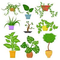 decoratief kamerplanten in potten reeks geïsoleerd Aan wit achtergrond. decoratief binnen- planten. groen fabriek voor huis. vector illustratie