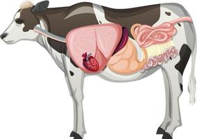 interne anatomie van koe met organen vector