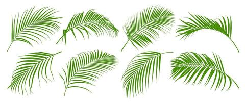 reeks van tropisch groen palm blad en kokosnoot blad vector