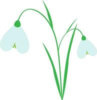 wit sneeuwklokje bloem. teken van de lente. vector illustratie.